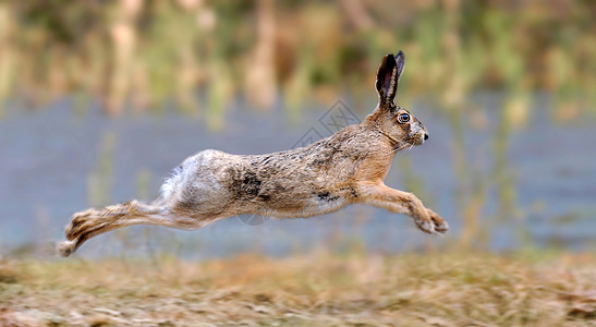 水煮兔兔子兔头发动物群野兔跑步手表动物农场野生动物场地天兔背景