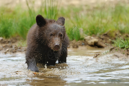 棕熊幼崽森林婴儿哺乳动物荒野原始森林针叶林动物小熊幼兽捕食者迷人的高清图片素材