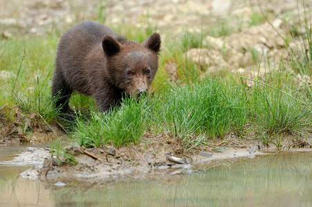 棕熊幼崽针叶林捕食者家族小熊动物幼兽荒野婴儿森林原始森林熊家族高清图片素材