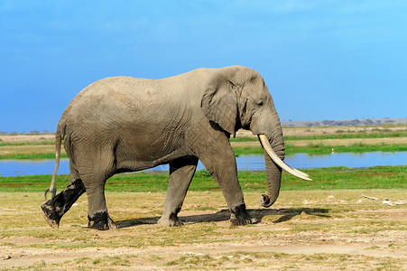 大象来到水域非洲热带草原大象荒野獠牙树干动物丛林公园象牙力量生态耳朵背景