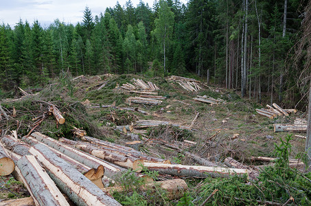林业 有清晰的砍伐面积记录高清图片素材