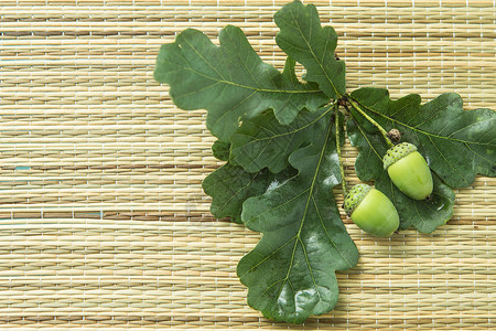 橡橡果和绿叶标本馆植物学枝条种子手工橡木卡片植物群植物季节背景图片