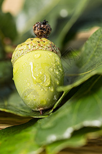 橡橡果和绿叶坚果橡子邀请函季节植物群手工植物学枝条标本馆森林背景