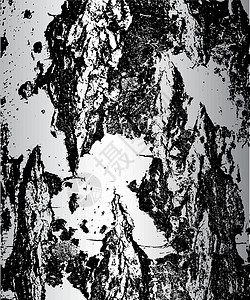 皮层桦树皮的裂缝纹理 矢量图墙纸插图树干材料硬木森林条纹植物木材样本插画