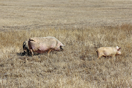 三头猪在干草上放牧肉高清图片素材