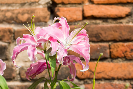 紧贴粉红百合花花园白色花瓣粉红色花束季节园艺百合粉色植物群背景图片