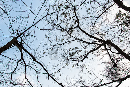 与蓝天的树枝背景图片