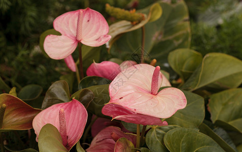 粉色花绿色花园热带植物背景图片