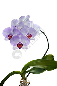 美丽的紫兰花花花瓣植物群紫色植物粉色兰花脆弱性热带框架杂交种紫色的高清图片素材