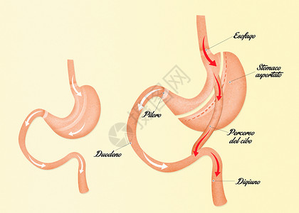 肠胃绕行插图背景图片