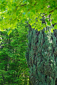 树木种类繁多落叶花园多叶公园叶子背景图片