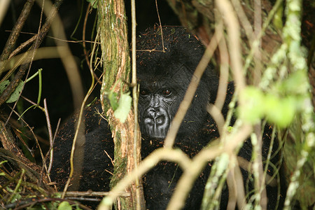 大猩猩脸非洲热带森林 卢旺达非洲热带森林野大猩猩动物野生动物宠物林地动物雨林灵长类毛皮大猩猩力量眼睛背景