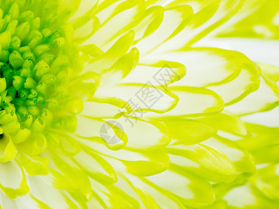菊花图美丽的新鲜高清图片