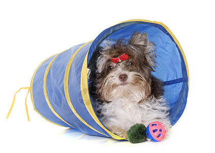 小狗双叶木基郡宠物棕色工作室动物运动猎犬配饰三色隧道训练背景图片