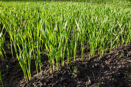 在土壤中生长的小麦幼苗植物食物叶子发芽农业草本植物药品场地环境绿色植物群高清图片素材