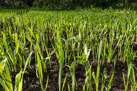 在土壤中生长的小麦幼苗园艺草本植物花园植物食物粮食场地绿色植物群农业树高清图片素材