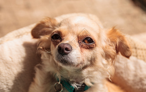 小金发小吉娃娃狗微笑动物大眼睛警报毛皮棕褐色宠物小狗精美的高清图片素材