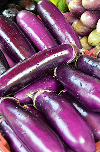 紫色茄子原熟熟蛋类种植茄子生产水果营养植物紫色团体销售市场花园背景
