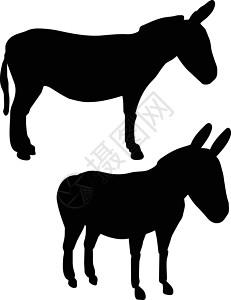 白背景的驴子背景图片