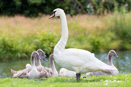 水天鹅白妈妈和年轻小鸡一起天鹅背景