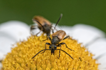 两只棕色甲虫 坐在菊花上背景图片