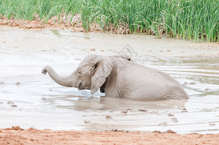 大象小牛在泥水坑里玩背景图片