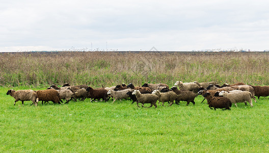在草地里的绵羊白色动物牧场农业农村母羊羊毛哺乳动物绿色农场羊肉高清图片素材