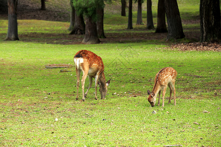 纳拉公园的鹿旅游花园野生动物公园图像绿色棕色梅花鹿荒野旅行背景图片