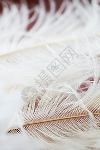 透明羽毛素材白羽毛背景翅膀白色柔软度装饰风格鸽子鹅毛笔薄纱宏观动物背景