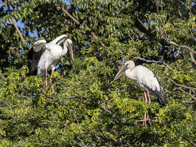 树枝上雕刻着的鸟图像翅膀环境热带荒野姿势公园白鹳动物主教账单背景图片