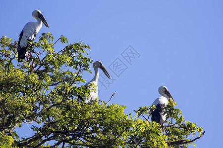 树枝上雕刻着的鸟图像天空荒野动物群羽毛成人翅膀热带账单主教野生动物背景图片