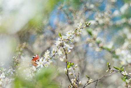 蝴蝶孔雀花与樱花昆虫阳光花园翅膀花朵环境生态季节水稻背景图片
