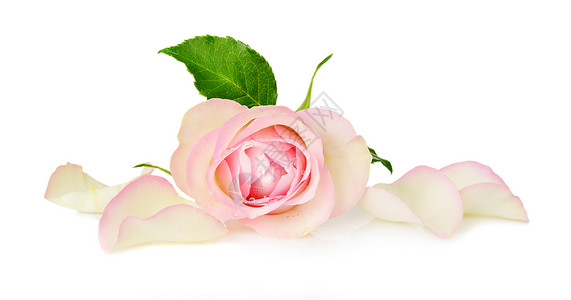 白色的粉红玫瑰脆弱性周年叶子纪念日水平粉色工作室浪漫花瓣背景图片