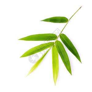 在白色背景隔绝的竹叶子分支 植物园健康温泉生长福利竹子叶子墙纸热带环境精神背景图片