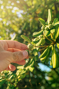 手一样的植物农民采摘橄榄 就像从菜鸟灌木中提取水果一样生态生长植被植物男性树叶男人花园地区种植园背景