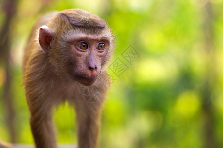 以绿色背景在地上行走的年轻马卡卡猴子森林香蕉野生动物动物园叶子生活毛皮哺乳动物眼睛头发自然高清图片素材