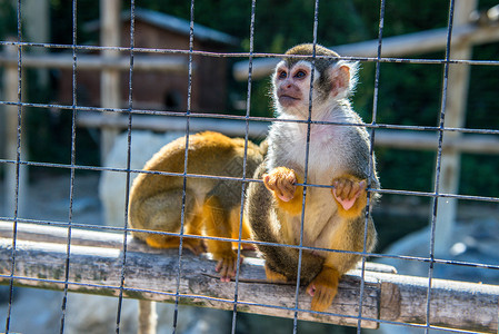 两只猴子关在动物园的笼子里绳索高清图片素材