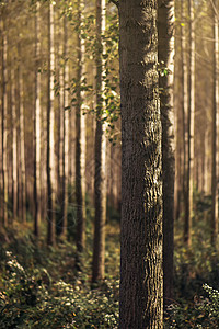 阳光照耀的枯萎森林中的高山秋树叶子风景环境棕色场景横梁树梢晴天黄色分支机构郁郁葱葱高清图片素材