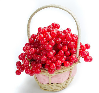 绣球荚蒾在孤立的小型水管篮子中 玫瑰红豆浆背景