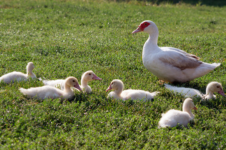 沉默的鸭子离间农场羽毛小鸭子绿色动物黄色白色红色孩子背景图片