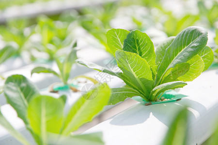 植物类蔬菜收获空间园艺绿色农业食物生长健康饮食农场田园背景图片