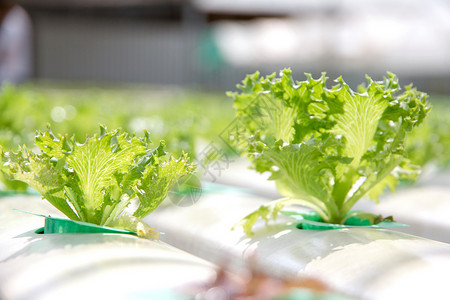 植物类蔬菜菜园沙拉绿色风光食物空间舞台表演生食农场背景图片