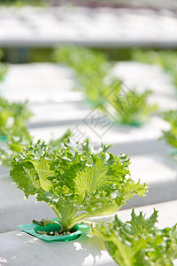 植物类蔬菜农业叶子沙拉舞台表演风光植物生长园艺菜园背景图片