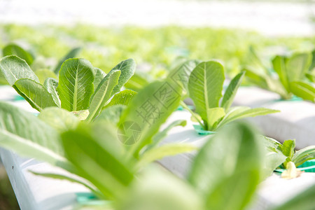 植物类蔬菜舞台素食生长风光植物农场绿色生食菜园食物背景图片