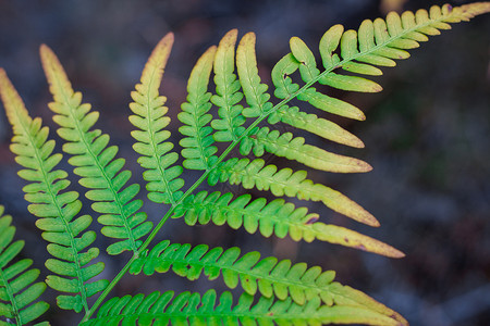 纹质绿色青黄胸叶的自然对角结构背景图片