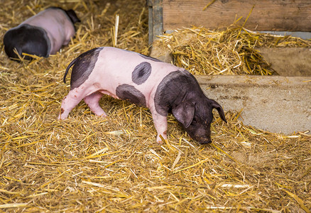德国种猪背景图片