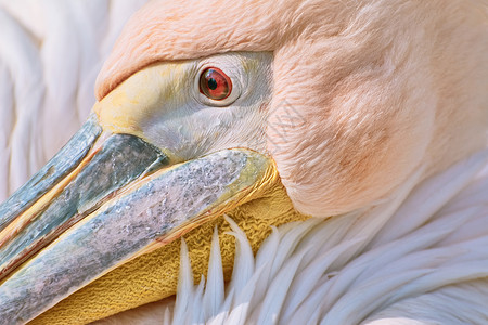科科佩利大鸟有羽毛的高清图片