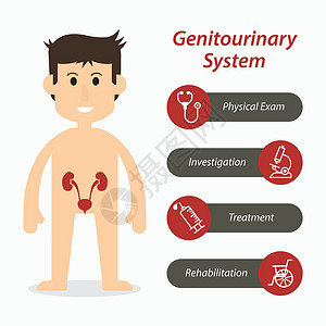 泌尿生殖系统和医疗线图标平面设计插画