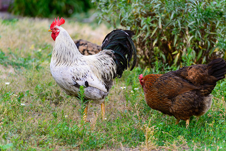 在院子里产鸡蛋棕色牧场花朵鸟类食物绿色草地公鸡翅膀红色户外高清图片素材