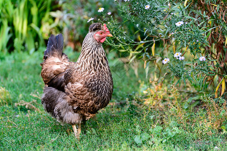 在院子里产鸡蛋棕色红色家禽农业花朵公鸡翅膀鸟类农场动物环境高清图片素材